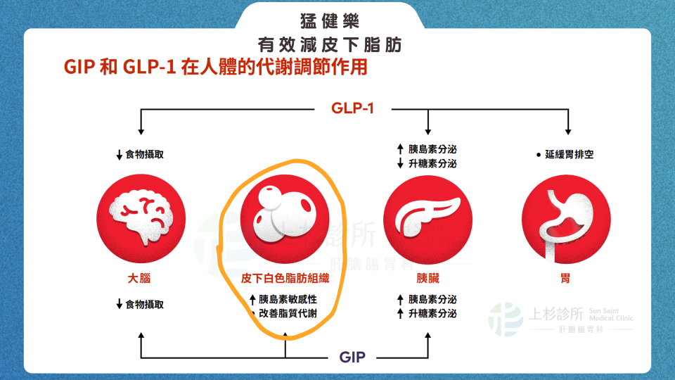 猛健樂 Mounjaro 與週纖達 Wegovy 醫療減重比較